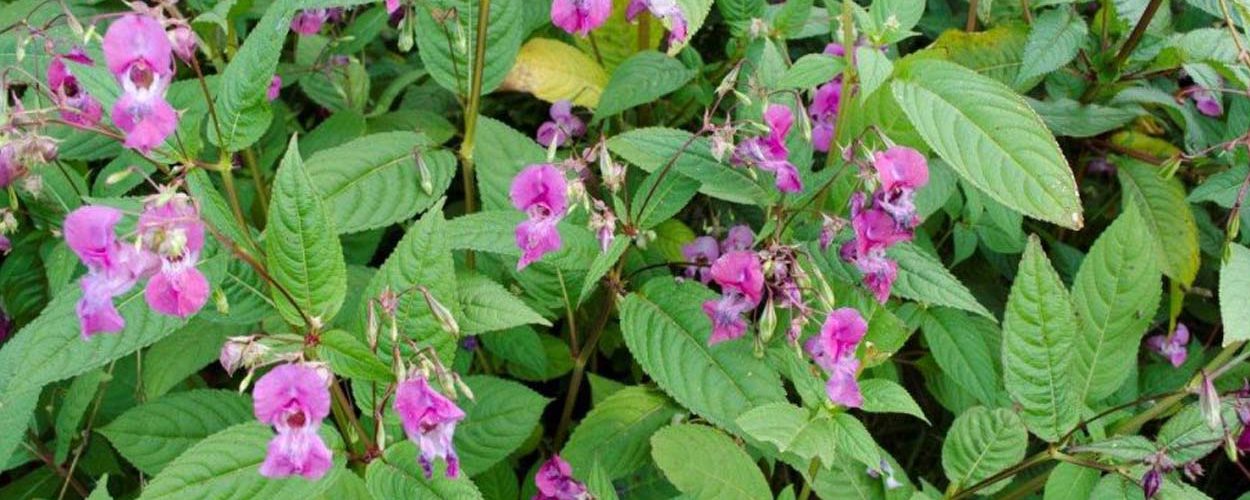 Himalayan Balsam – Rhandirmwyn & District Community Association