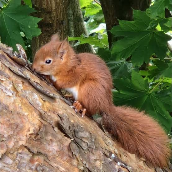 Talk:  Red Squirrel Conservation in the Tywi Forest